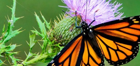 areas naturales protegidas